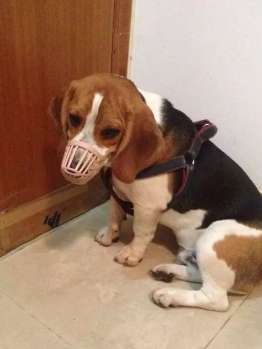 比格不招女主喜欢,男主深思熟虑,不得不忍痛割爱把女友送走