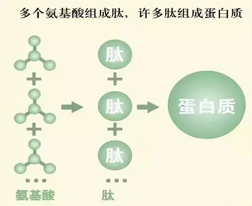 喝小分子肽有副作用吗?