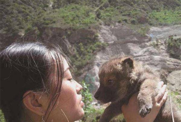 "狼妈"李微漪:2010年带野狼回家,10年后和狼儿子重逢草原