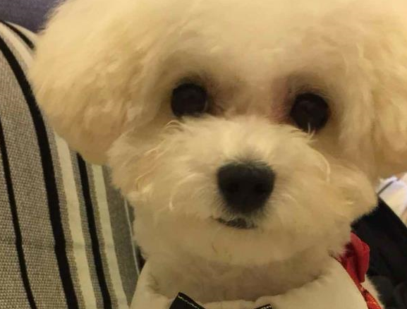 铲屎官要结婚了,小比熊赖在主人婚纱上不起来:我不想你嫁人