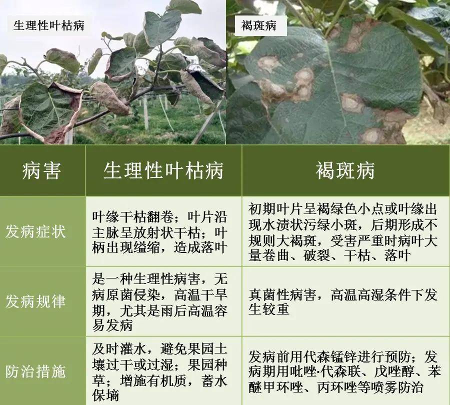 膨果期的猕猴桃到底该如何管理?