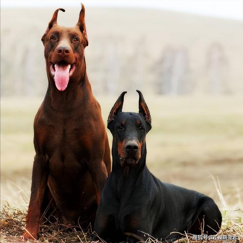 狗界"最忠诚"的几只狗,养到一只,都可以偷笑了!