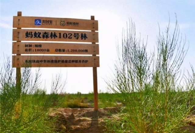 5亿人参与,马云斥巨资打造的蚂蚁森林,变成啥样了?