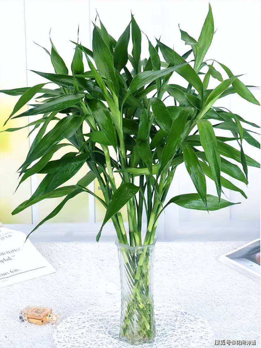 老人常说"5树开花,不富也发家",到底什么树,这么"灵气"?