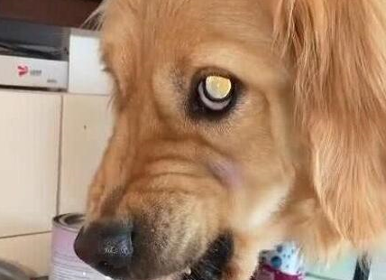 狗狗护食"凶人"的5大原因,你知道吗?它没把你放眼里!