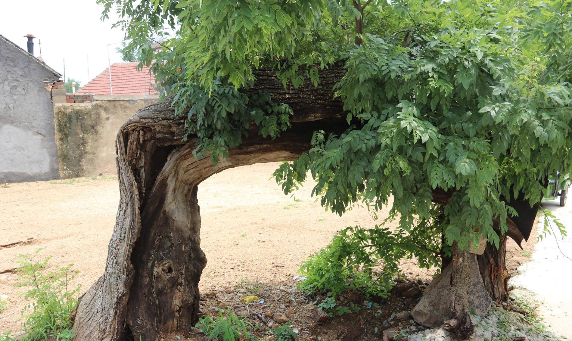 其中两棵保留到现在_高家沟_大槐树_村庄