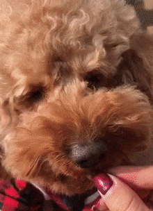 泰迪吃瓜子,还把皮吐在了主人手里,主人惊呆:这狗是成精了吧