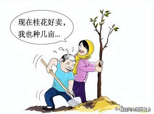 昔日1万元一棵的桂花树,今朝无人问津:价格暴跌背后的市场变迁