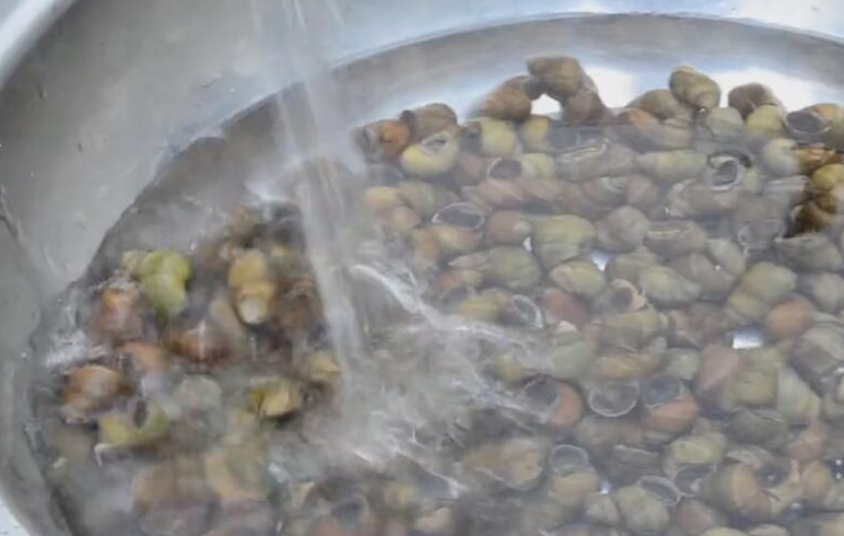 过滤三四次,然后泡三个小时换水,在放一点菜籽油让螺自己把肚子里的泥
