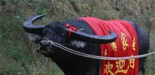 黔东南的雷公山牛王就是这样一头斗牛,它的主人是李正书和李应军,居住