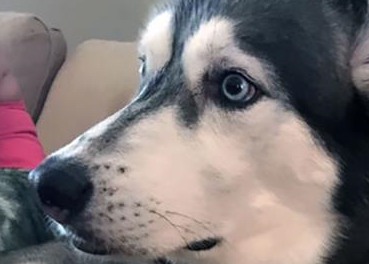 二哈拆家把牌桌拆了,主人命令它用身体当牌桌,狗子的表情亮了