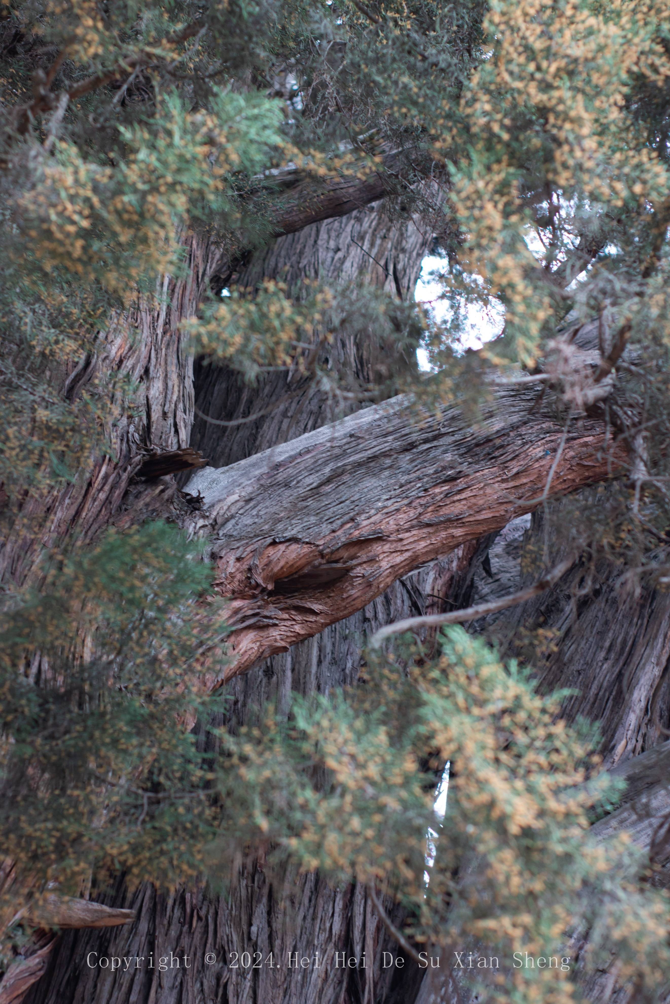 王已经有2600多年的树龄了,它是西藏特有的巨柏,又称雅鲁藏布江柏木