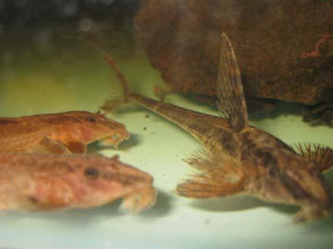 常见的鲶科的观赏鱼2:熊猫鼠,小精灵,印第安鼠,直升机