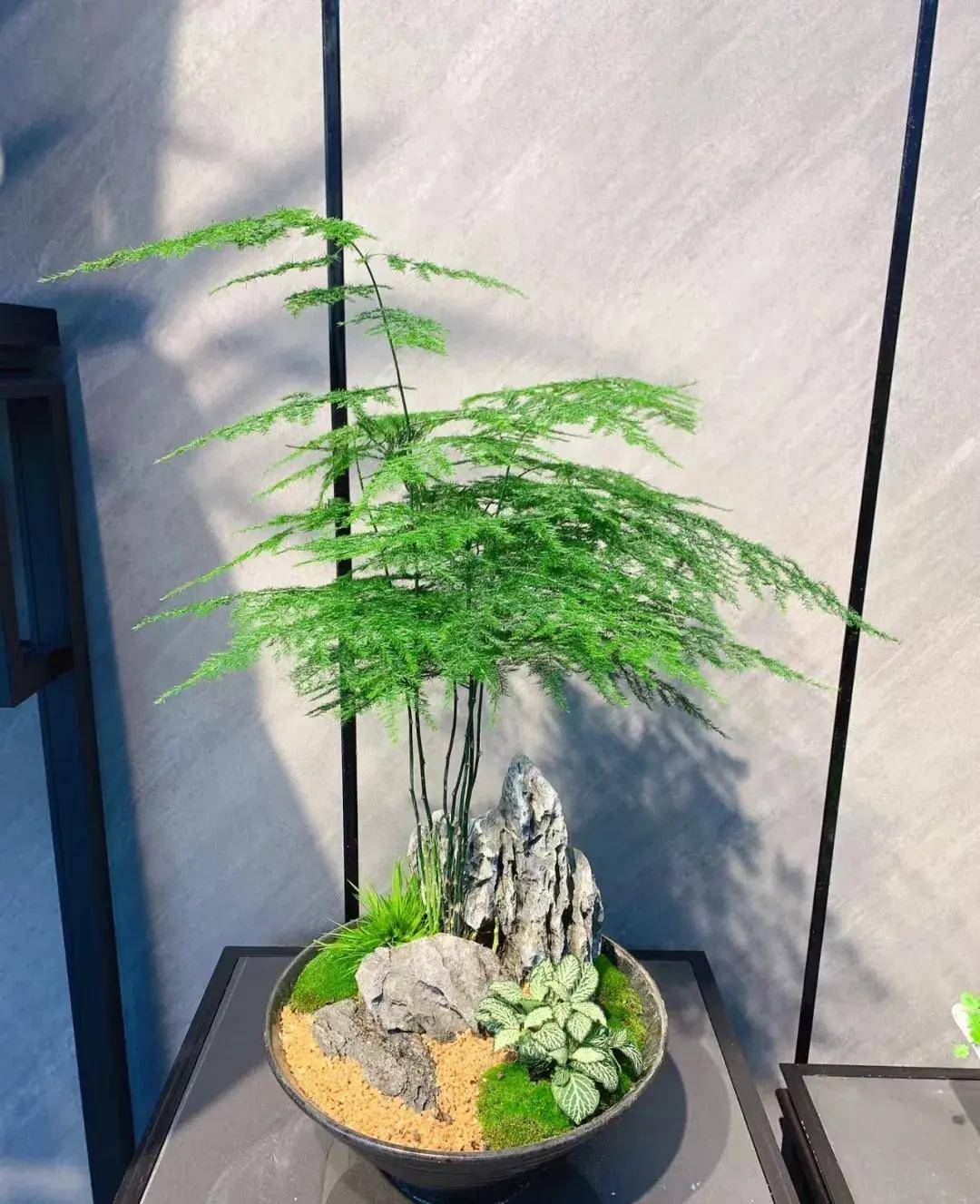 文竹开花也太漂亮啦!家里文竹应该怎么养?