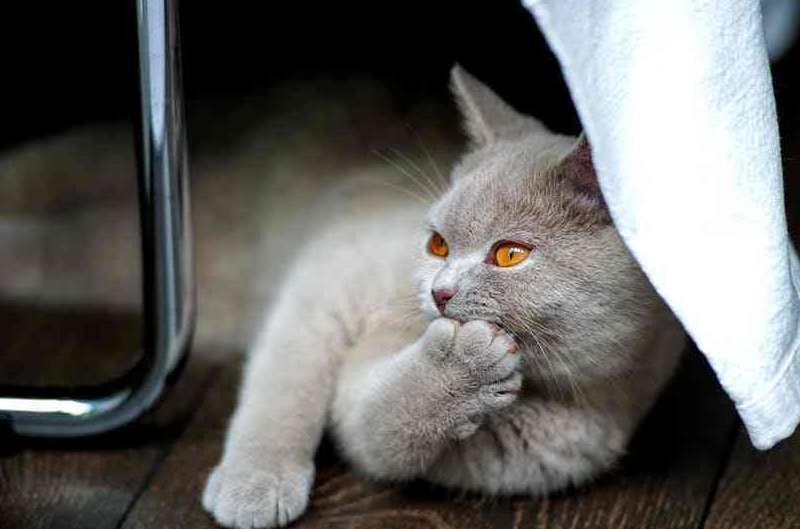 掉毛情况能变好吗?这些你需要知道