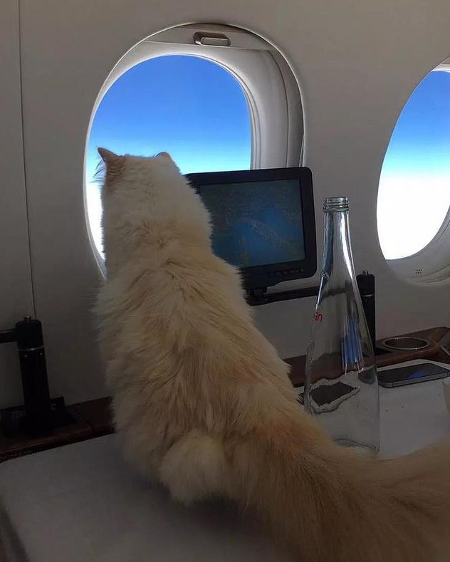 骨灰级猫奴老佛爷逝世,他的猫该何去何从_猫咪_卡尔·