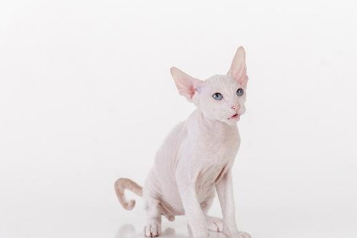 颜值暴击来临,猫界选美大赛前十名来袭,想不到第一名竟是它?