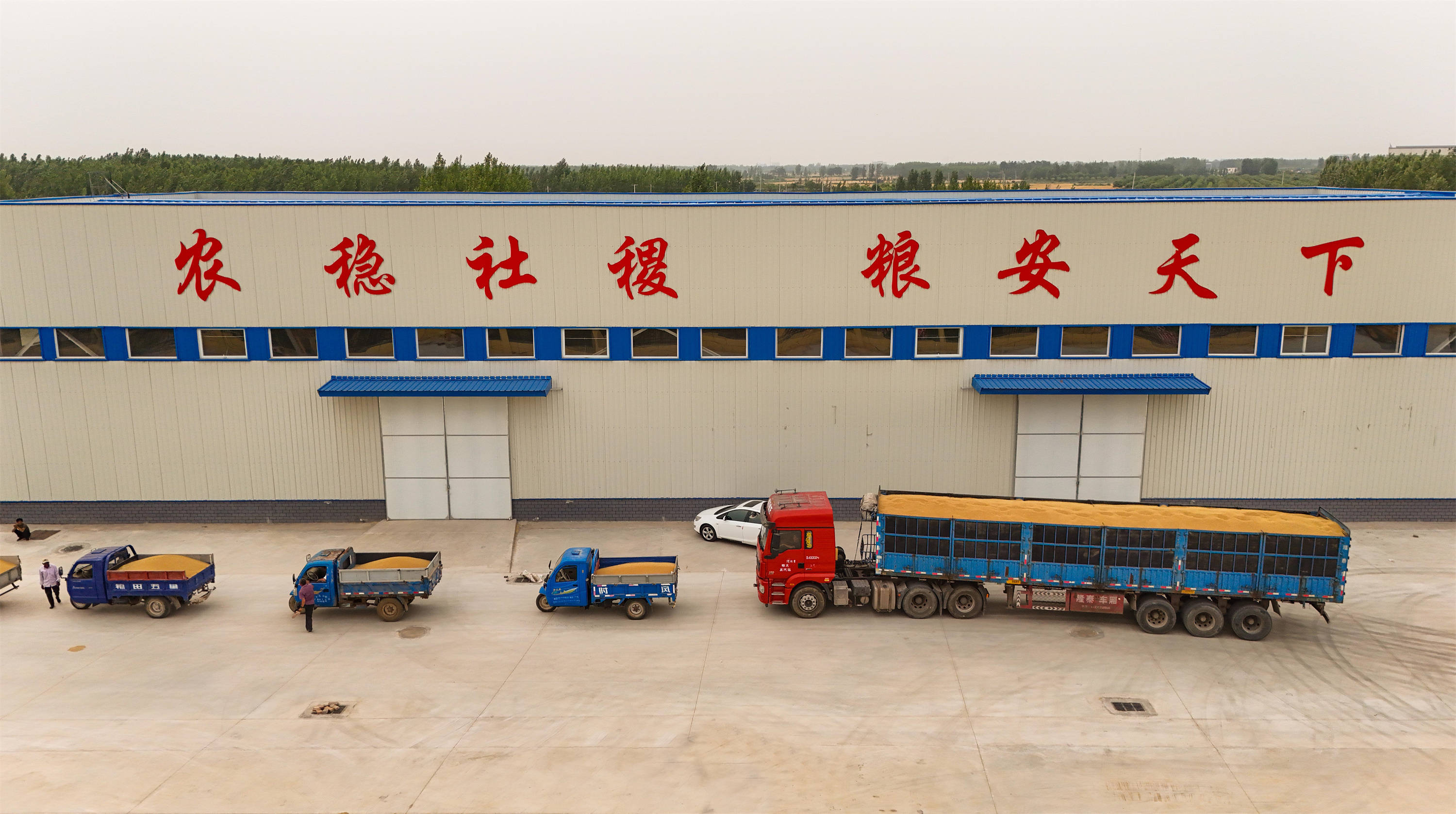 乐陵市郑店镇的机收减损比武现场,工作人员在测算减损率.