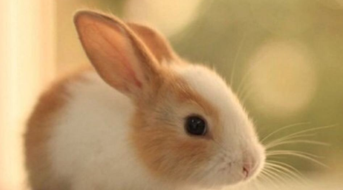 壁纸 动物 兔子 679_376