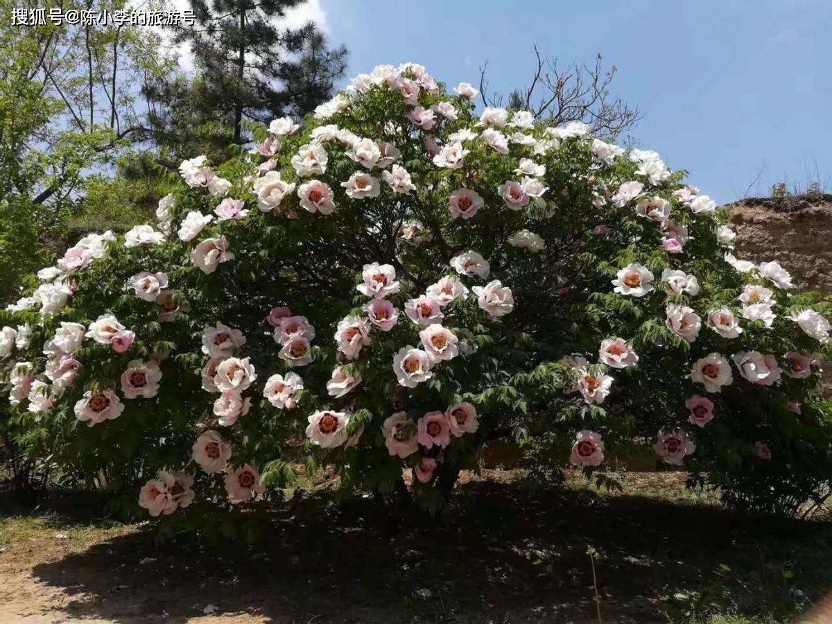 中川牡丹园,上百万株紫斑牡丹绵延绽放,花香四溢,令人陶醉.