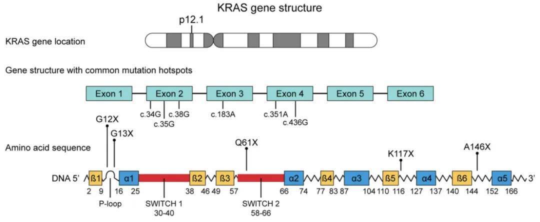 FDA加速批准阿达格拉西布联合西妥昔单抗用于治疗KRAS G12C突变结直肠癌