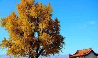 风水的大臣叫英年,他在晋见慈禧时说:醇亲王奕讀的墓地上有白果树一棵