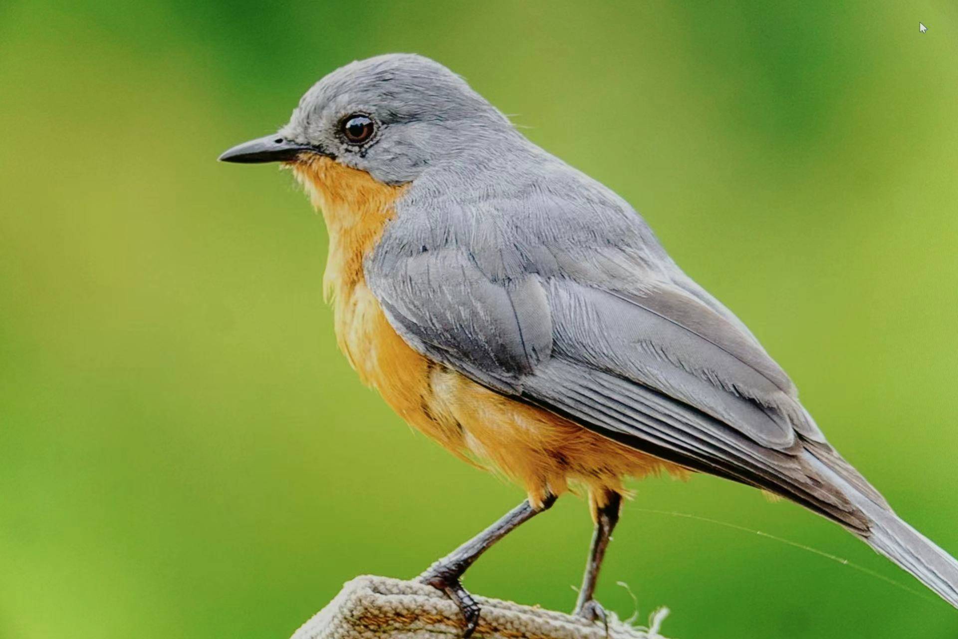 果粉屏的平替！27寸真4K大屏超细腻——KUYCON酷优客P27U显示器使用体验