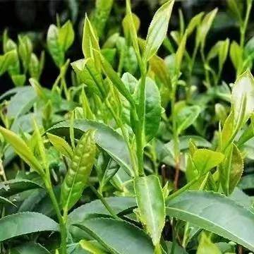 武夷岩茶四大名枞之"半天夭"