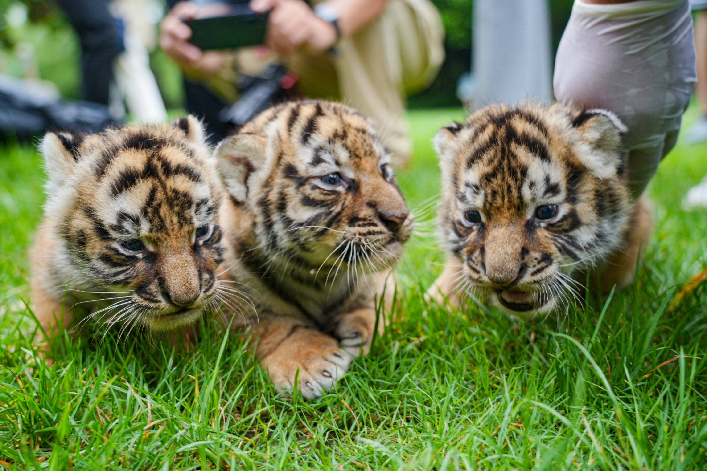 3只幼虎于6月1日出生,分别取名为茱小而(儿),茱小童,茱小节近日,在