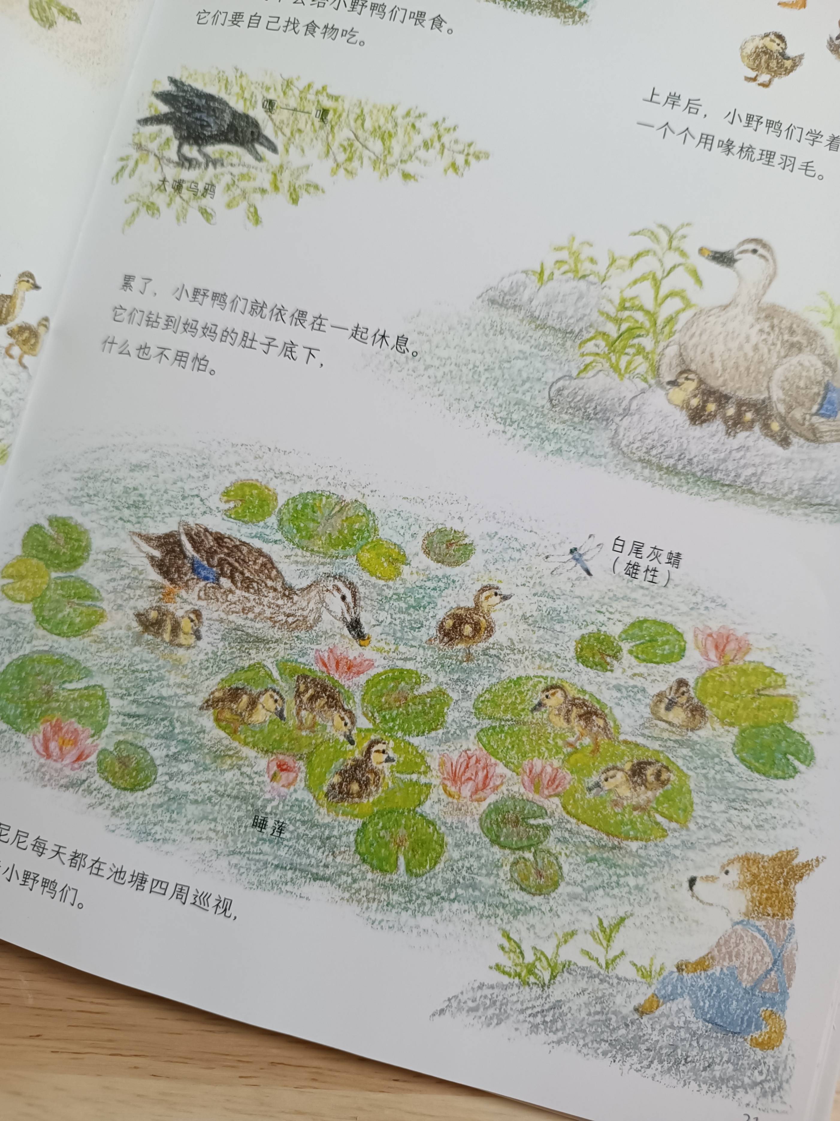 彩铅下大自然的春夏秋冬,温柔又治愈_尼尼_小狗_绘本