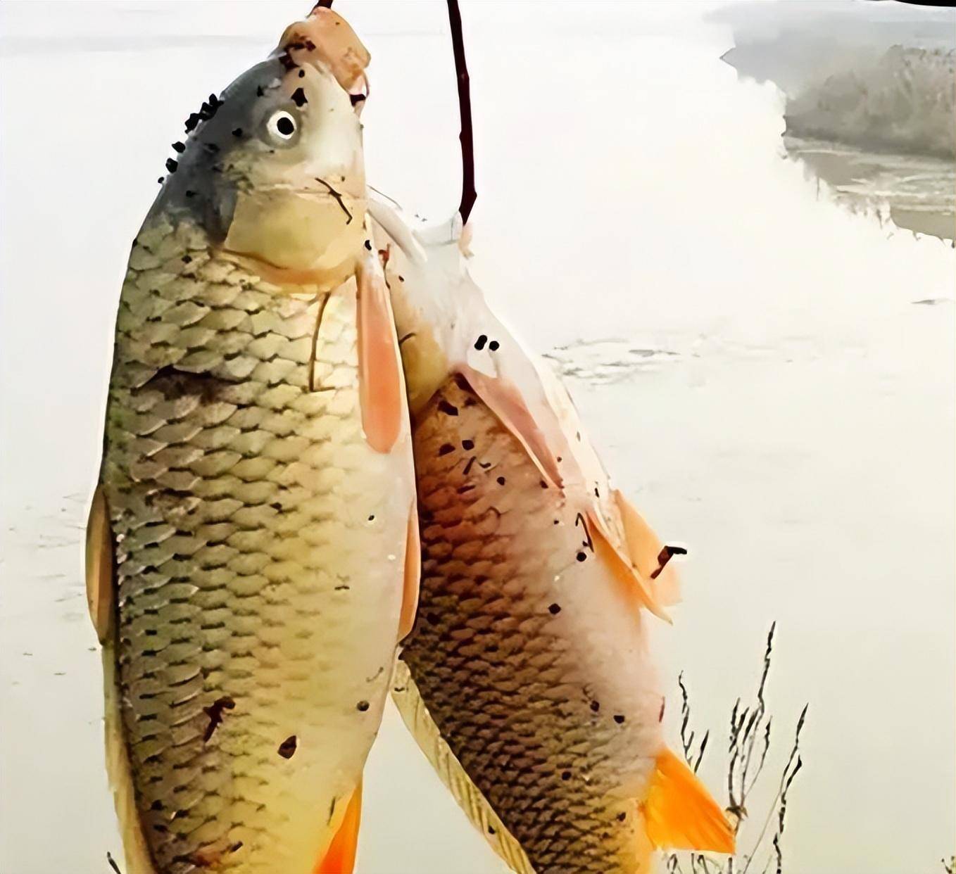 黄河每天冲鱼入海,大部分淡水鱼无法存活于海,那它们都去哪了?