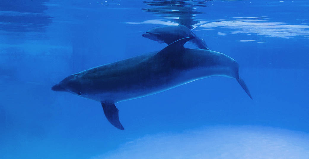 波塞冬旅游度假区成立繁育专项小组,采取了多项措施,特别设置了海豚