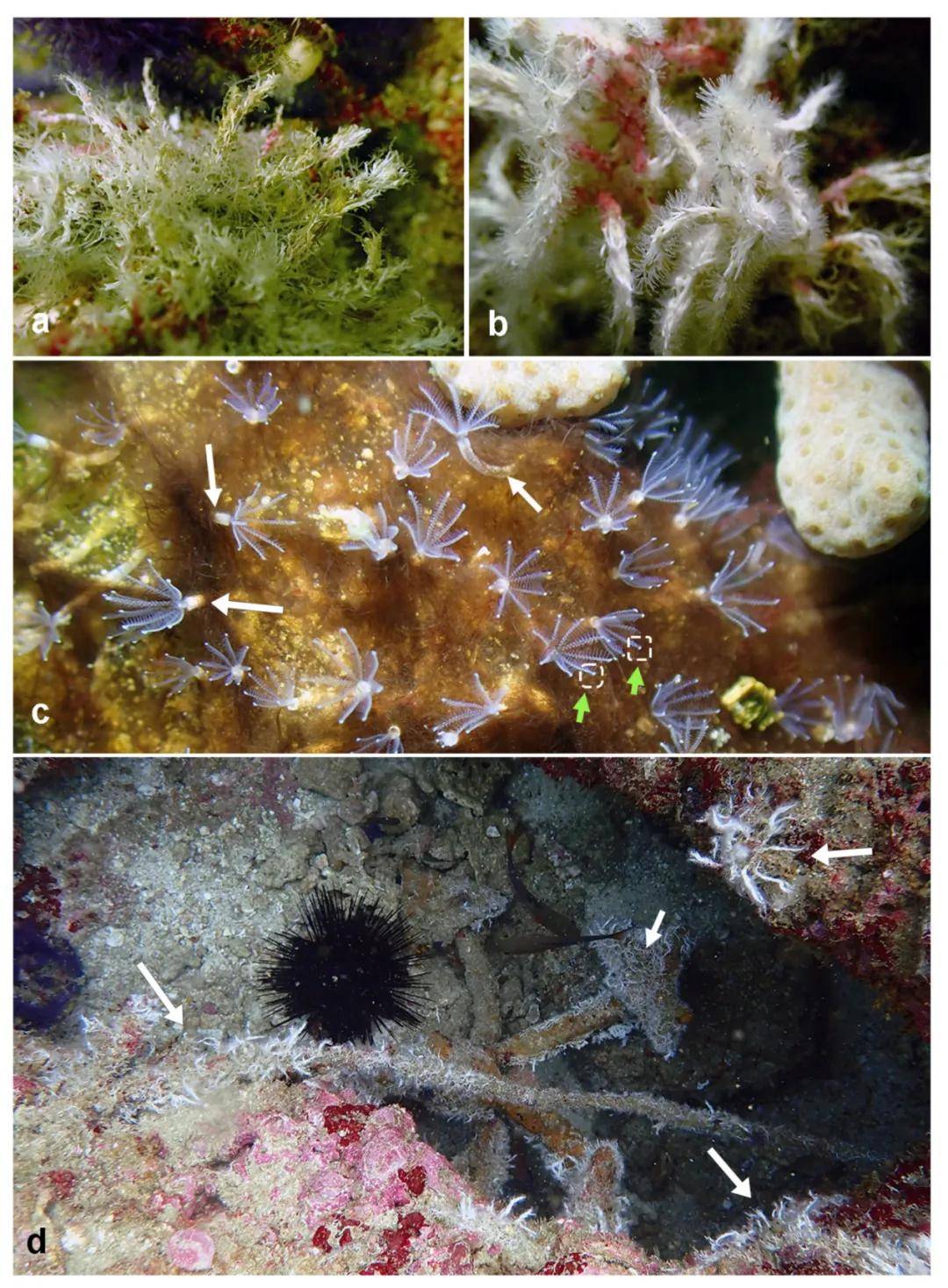 图文共赏!阿曼湾龙介虫科管状蠕虫的短期聚集