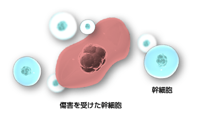 日本干细胞治疗鼻祖-(sf医院)-乐敦细胞培养室