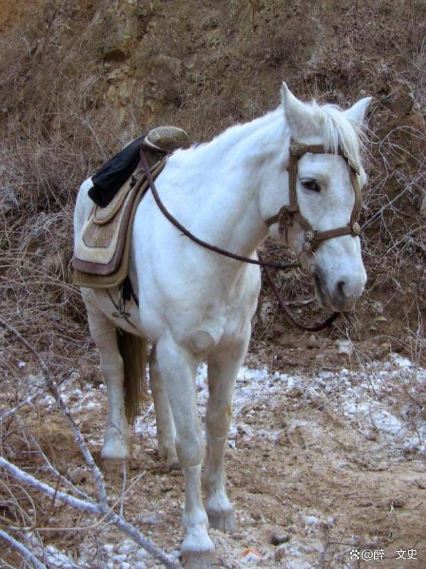 95年,杨洁去看望白龙马,油光发亮的白龙马,竟然变得瘦骨嶙峋!