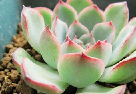 5种"萌宠"多肉,夏季不休眠,好看又好养,你家有吗?