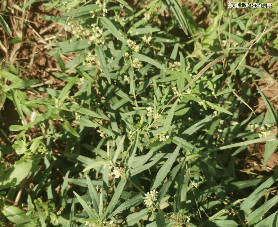 老瓜瓢,它是萝藦科,鹅绒藤属多年生草本植物,和罗摩是近缘关系,果实长