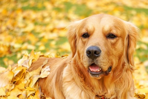 帅气逼人的金毛,展现威风的时刻到了 网友:好稳的狗子,拉轰