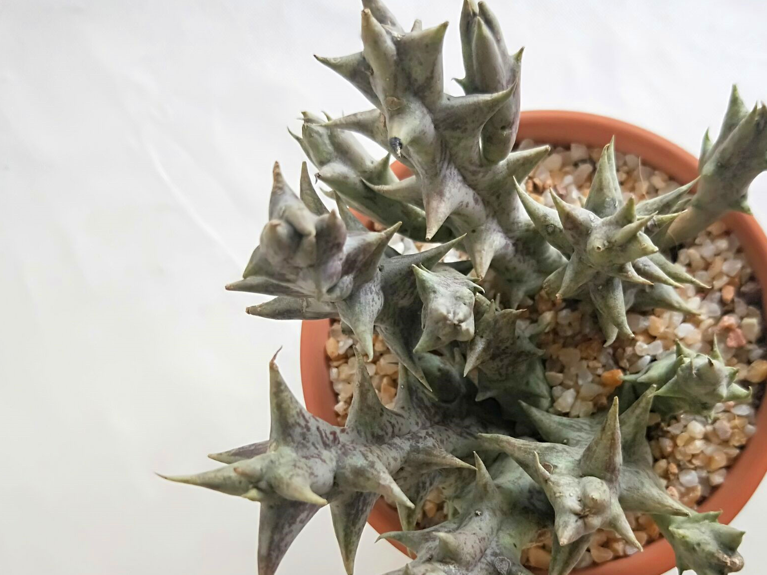 多肉紫龙角养开花,1个动作很有必要!