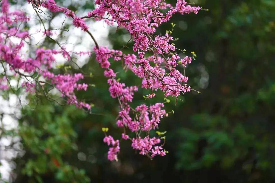 艺涂装丨紫荆花“加码”仿石漆赛道，广州建博会“荆”彩绽放！