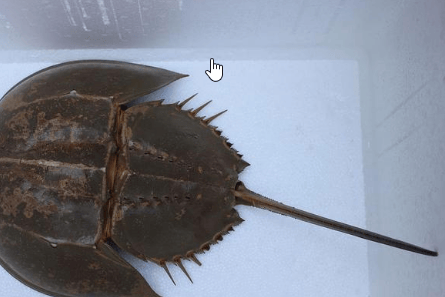 深圳湾出现地球唯一蓝血生物,因背甲呈马蹄形又名马蹄蟹