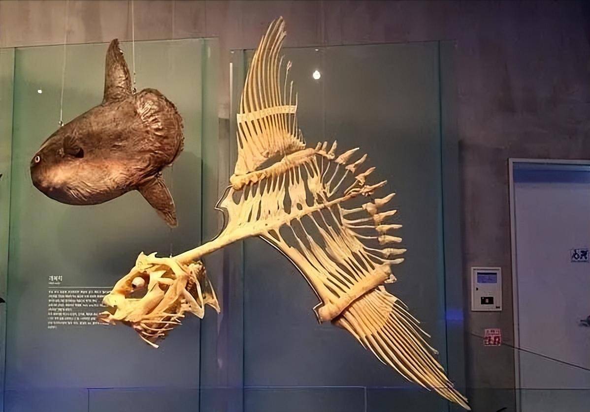 还别不服,翻车鱼靠着摆烂在地球上已经存在了4500万年,它的身体结构很