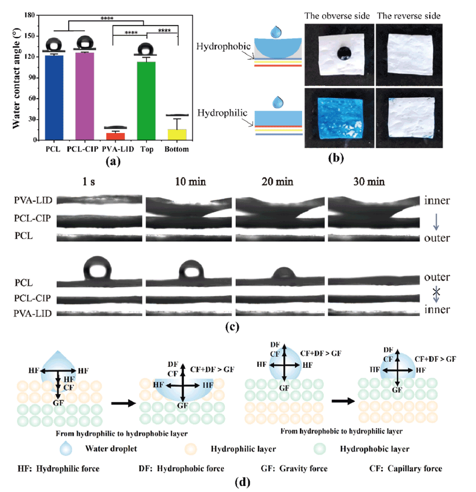 河北工业夏丹副教授等人:具有非对称润湿性的三层纳米纤维敷料,用于