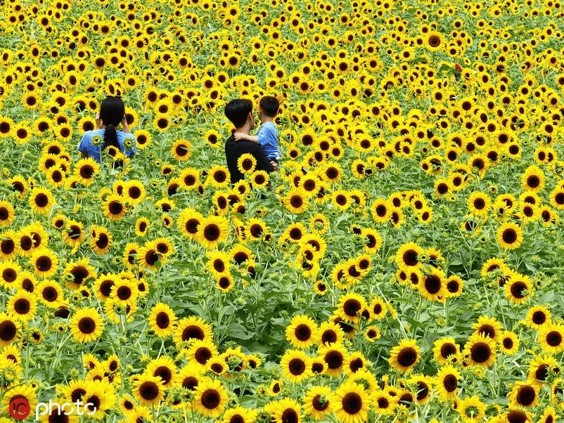 韩国大邱向日葵盛放 "金色海洋"醉游人