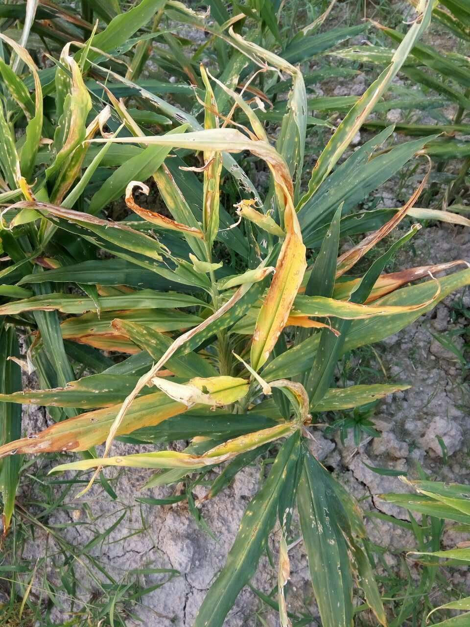 生姜叶枯病怎样防治