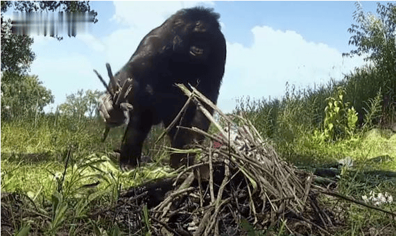 又聪明又有素质！游客手机不慎掉落，大猩猩帮捡起“礼貌归还”-猩猩会玩手机