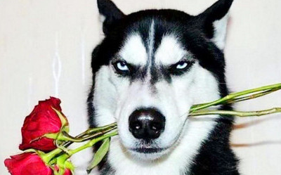 哈士奇的傻是出了名的,很多人都非常喜欢二哈,那是因为二哈能给人们的