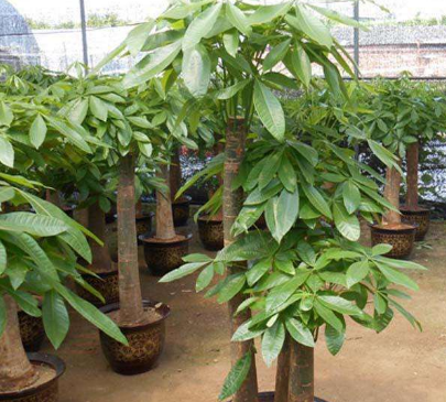 把"发财树"养在客厅,若你没有注意这3点,难怪很难把它给养活