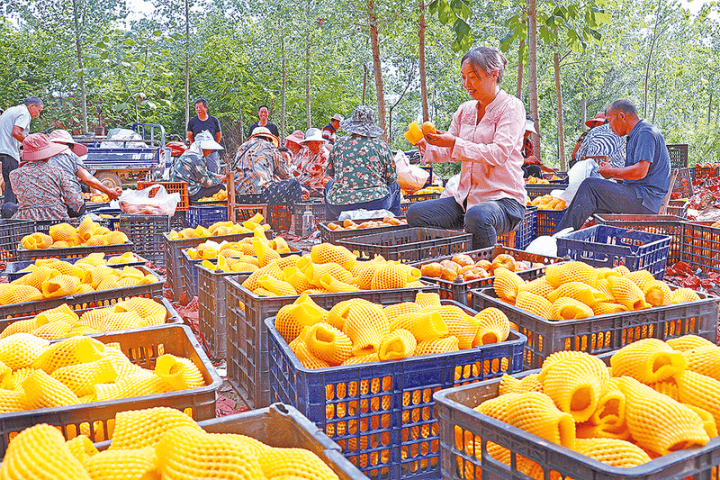 近日,在正阳县熊寨镇胡寨村油蟠桃种植基地,村民正采摘,分拣,包装