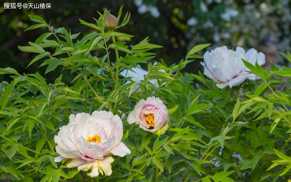 白芍花开图片